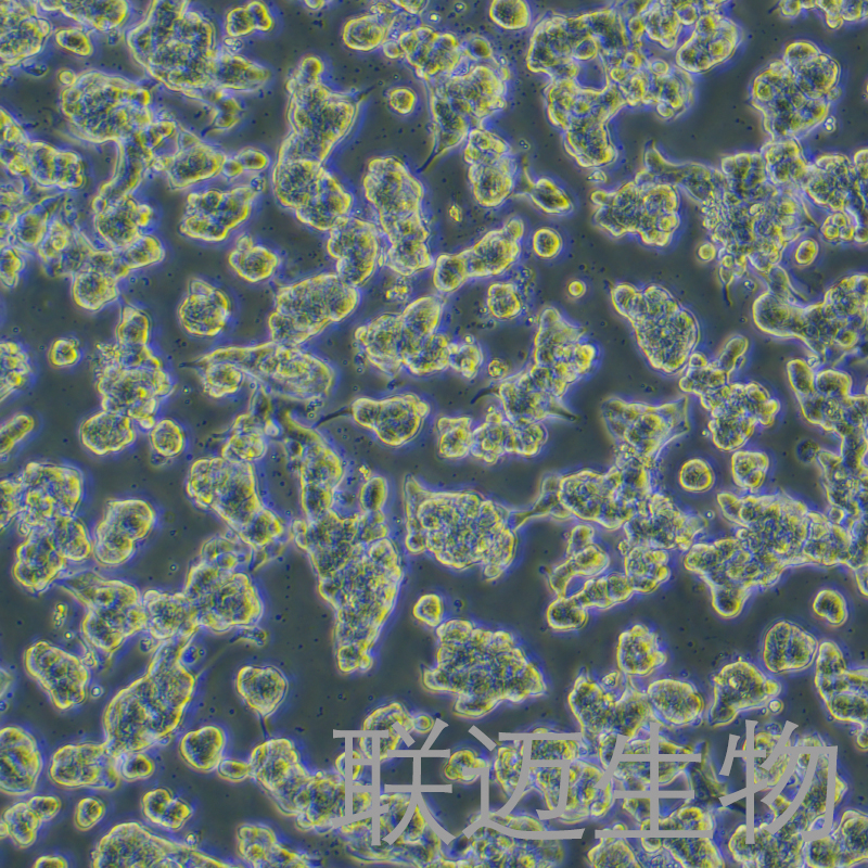 SNU-719细胞（胃癌细胞）LM8C0633