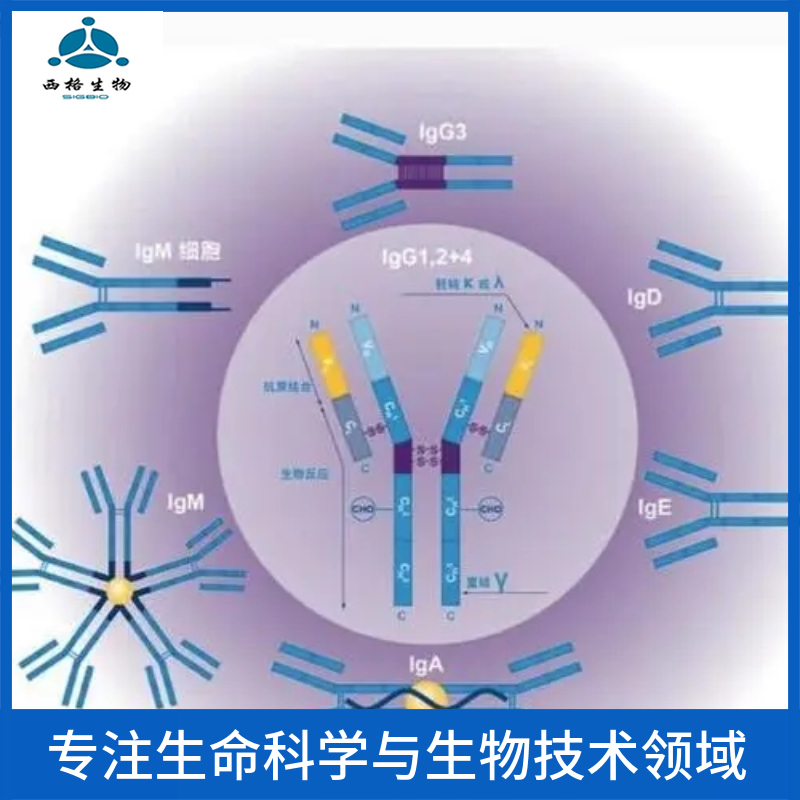 HEG同源蛋白1抗体