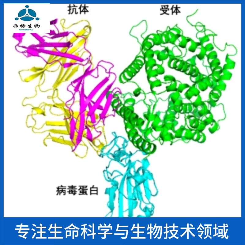 MSH同源蛋白1样蛋白抗体