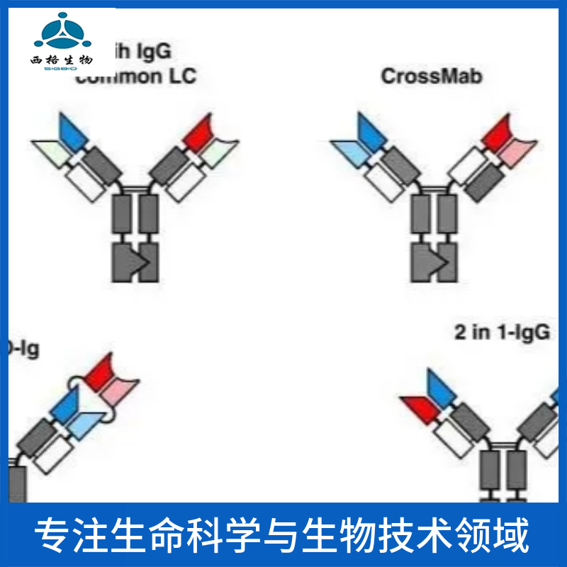 HERC6 E3泛素蛋白连接酶抗体
