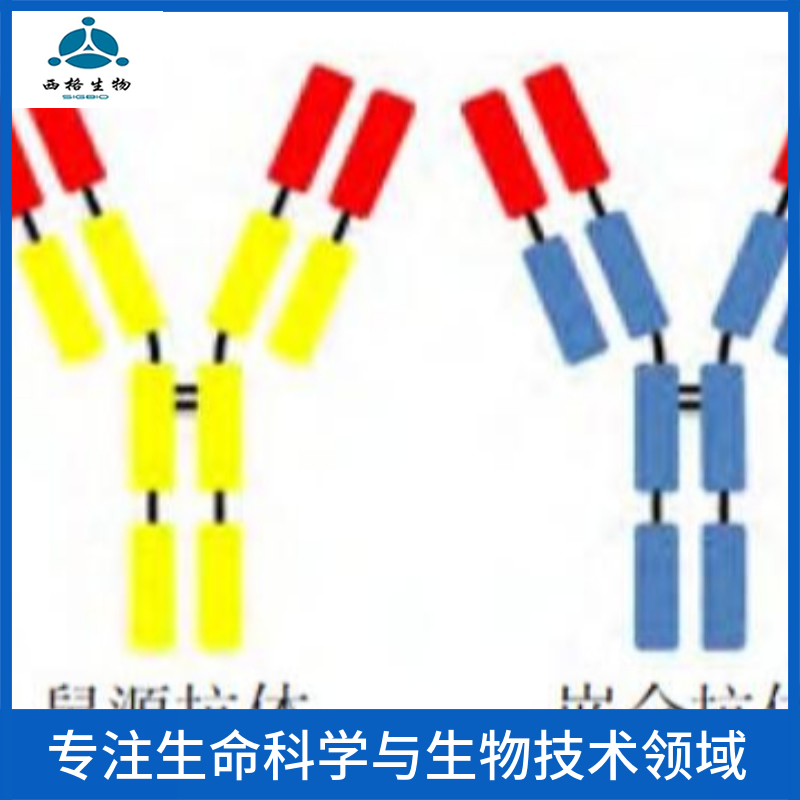 HERC6 E3泛素蛋白连接酶抗体