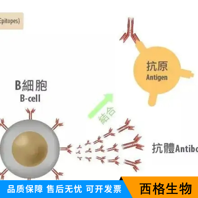 GLP-1单克隆抗体