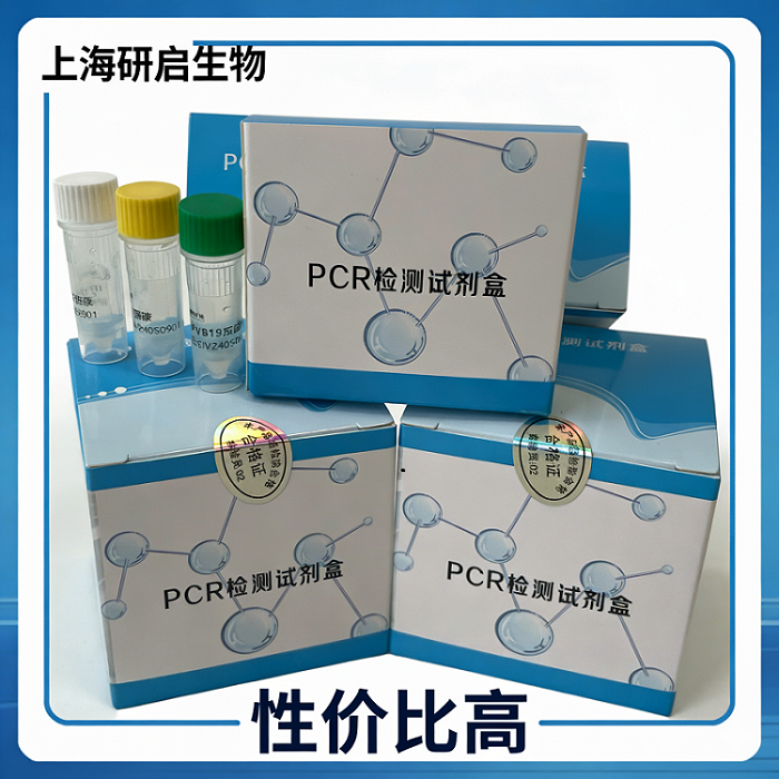 牛冠状病毒（BCV）核酸检测试剂盒