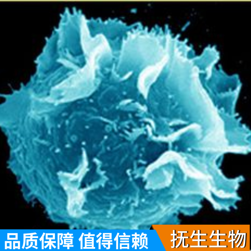 Huh7.5人肝癌细胞