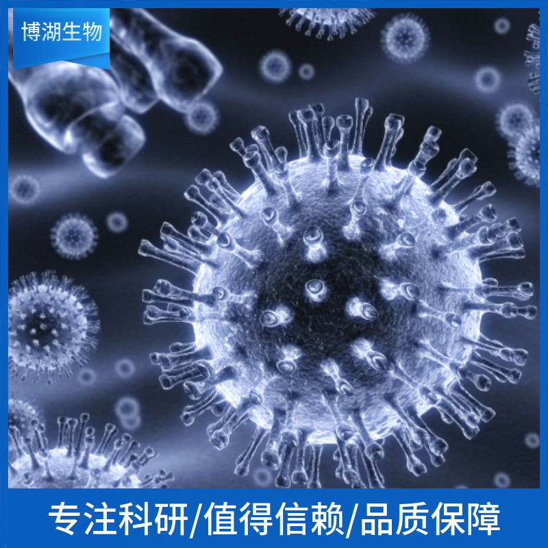 人肝癌细胞带绿色荧光；HepG2/GFP