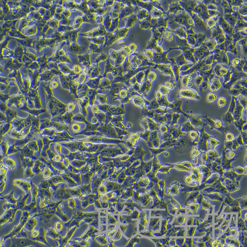 HEPA1-6-LUC细胞（小鼠肝癌细胞-荧光素酶标记）LM8C0714-L