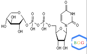 UDP-Xylose